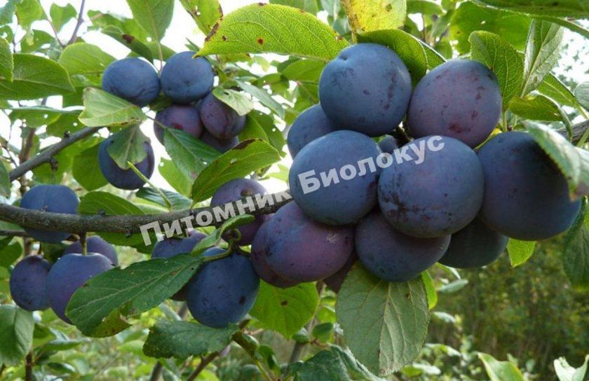 Слива Венгерка московская