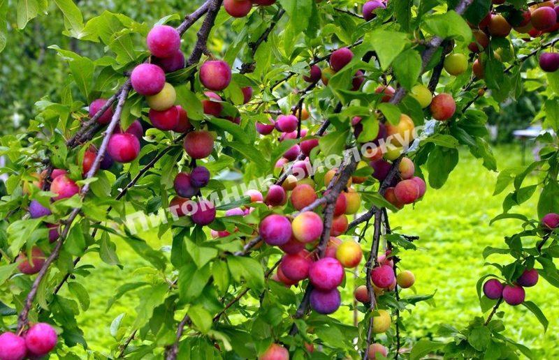 Алыча Золушка