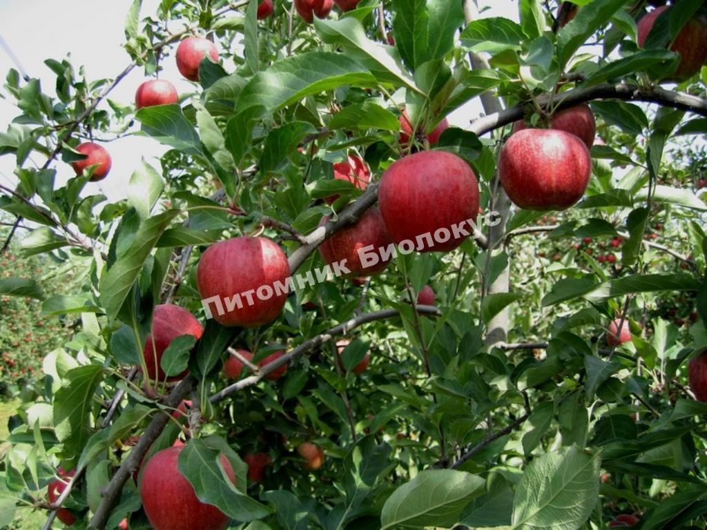 Яблоня Гала