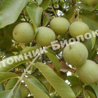 Грецкий орех Изобильный