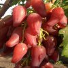 Виноград Дубовский розовый — фото сорта