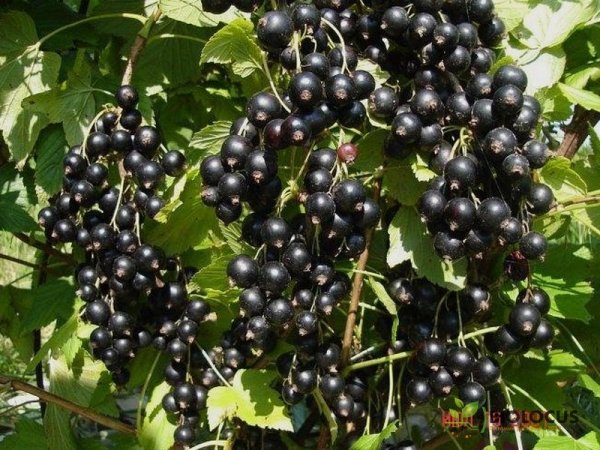 Смородина чёрная Зелёная дымка — фото сорта