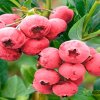 Голубика Розовый лимонад — фото сорта