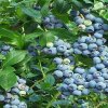 Голубика Легаси — фото сорта
