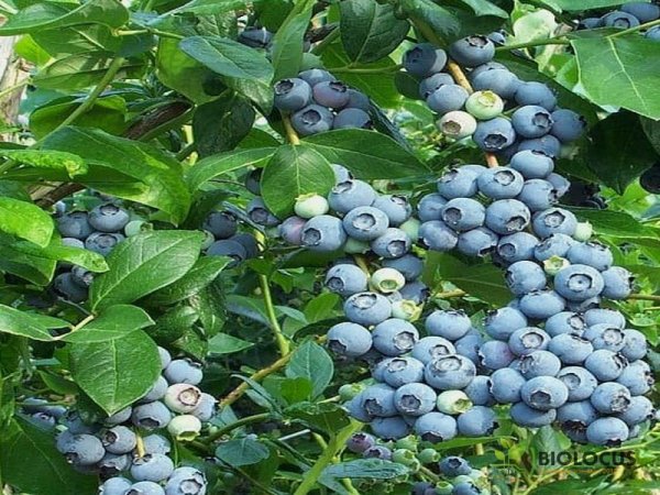 Голубика Легаси — фото сорта