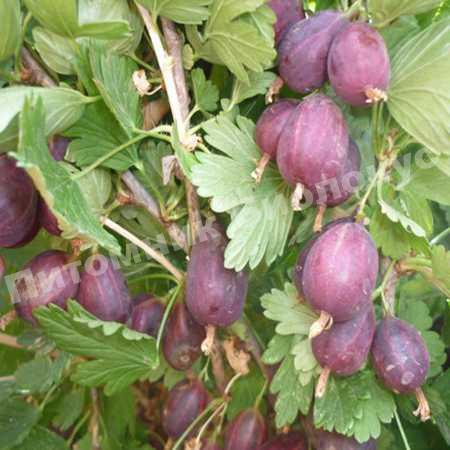 Крыжовник Финик