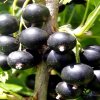 Смородина чёрная Добрыня — фото сорта