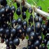 Смородина чёрная Перун — фото сорта