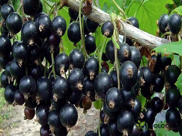 Смородина чёрная Перун — фото сорта
