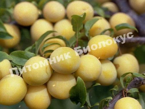 Алыча Прамень