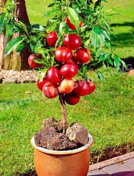 Персик колоновидный Юбилей столицы