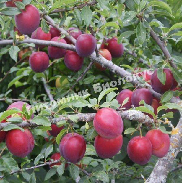 Алыча Найдёна