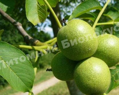 Грецкий орех Сетчатый