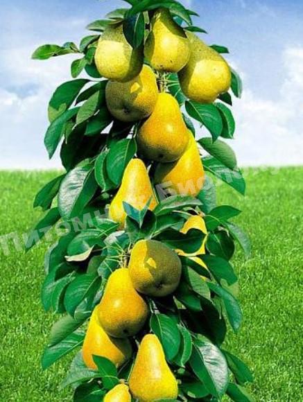 Груша колоновидная Фонтан удовольствия