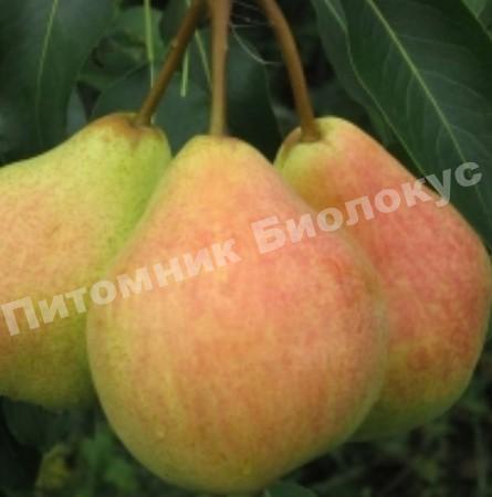 Груша колоновидная Любимица Яковлева