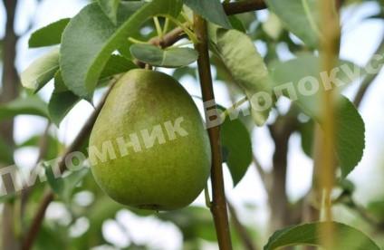 Груша колоновидная Первенец