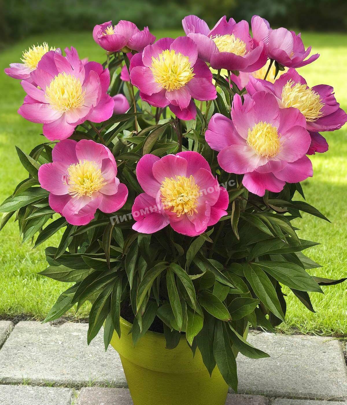 Пион травянистый для патио Афины