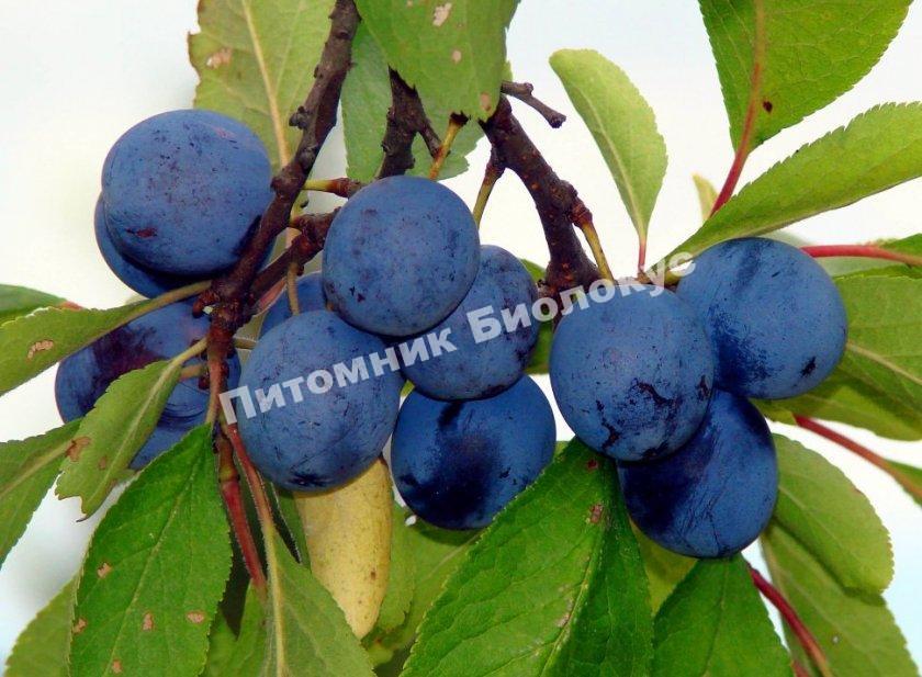 Слива Синий Дар