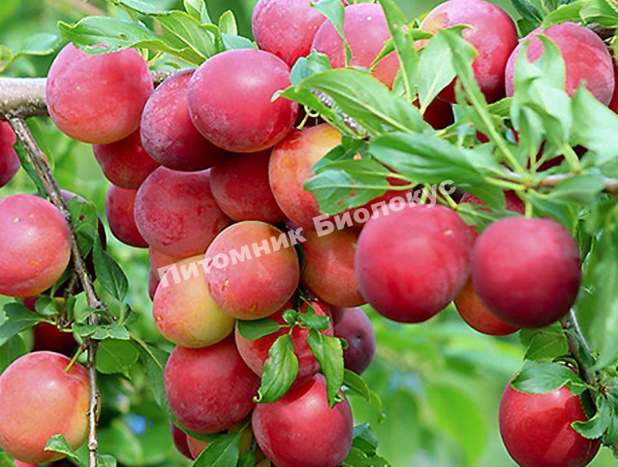 Алыча Владимирская комета