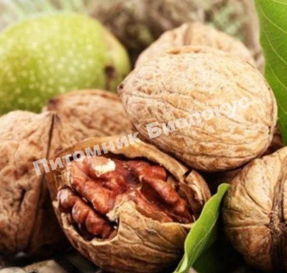 Грецкий орех Клишковский
