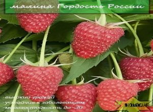 Малина Гордость России
