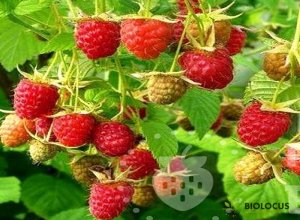 Малина Новость Кузьмина