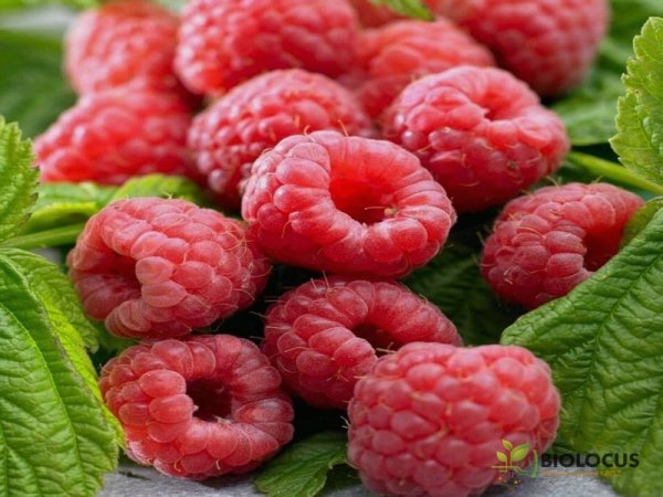 Малина Элегантная