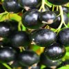 Смородина чёрная Селеченская