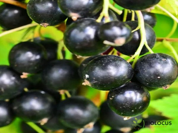 Смородина чёрная Селеченская