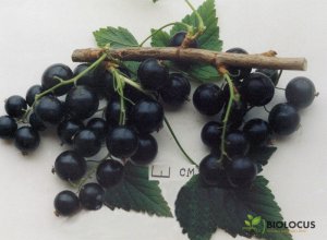 Смородина чёрная Селеченская 2