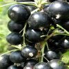 Смородина чёрная Маленький принц