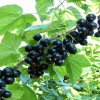 Смородина чёрная Лентяй