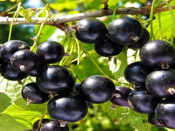 Смородина чёрная Орловская серенада