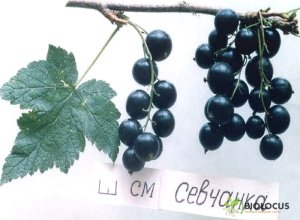 Смородина чёрная Севчанка