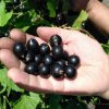 Смородина чёрная Литвиновская