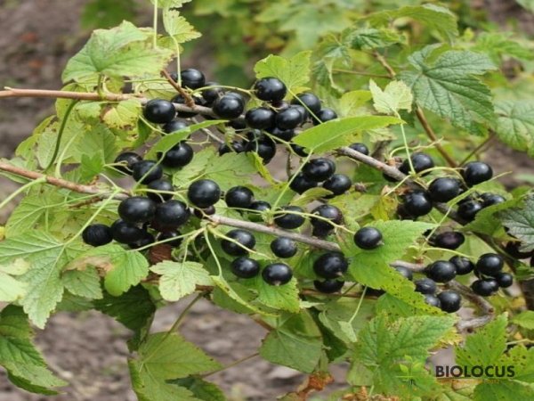 Смородина чёрная Сокровище