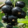 Смородина чёрная Искушение