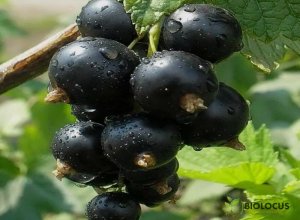 Смородина чёрная Искушение