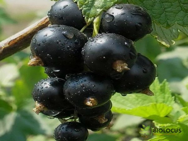 Смородина чёрная Искушение