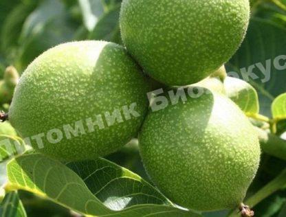 Грецкий орех Буковинский