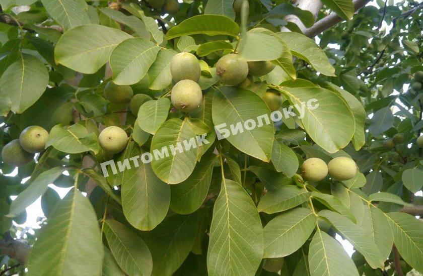 Грецкий орех Таисия