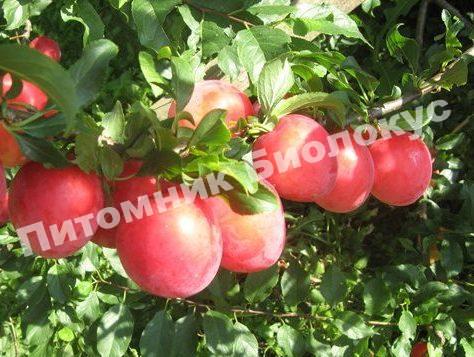 Алыча Июльская роза