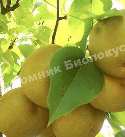 Груша колоновидная Косуи