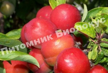 Алыча Рубиновая