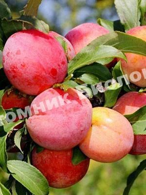 Алыча Персиковая