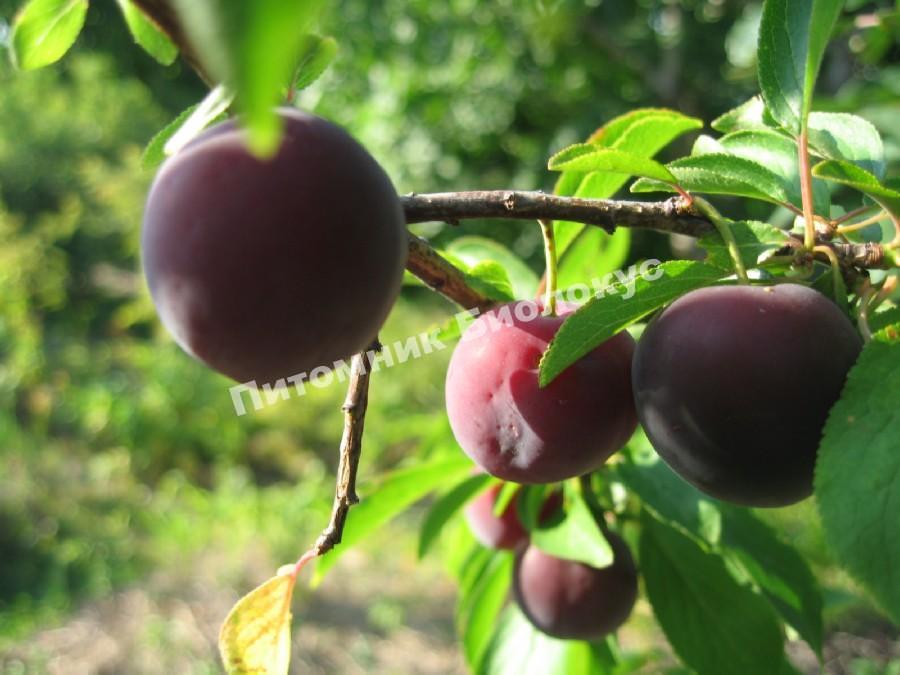 Алыча Чернушка