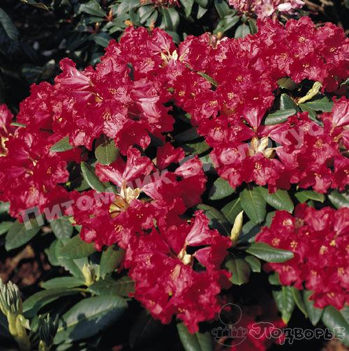 Рододендрон короткоплодный Джанго