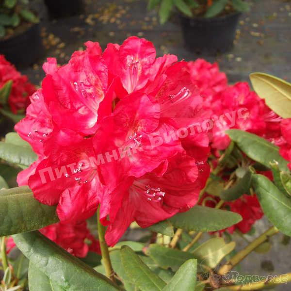 Рододендрон гибридный Бузуки