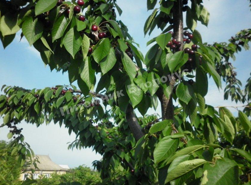 Черешня Валерий Чкалов