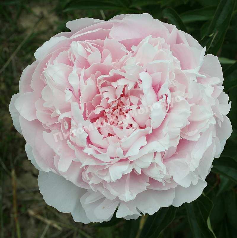 Пион травянистый Алерти
